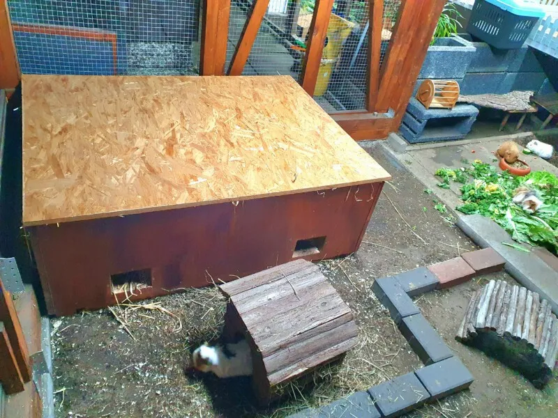 Innenansicht einer geräumigen Schutzhütte für Meerschweinchen mit reichlich Heu und Stroh