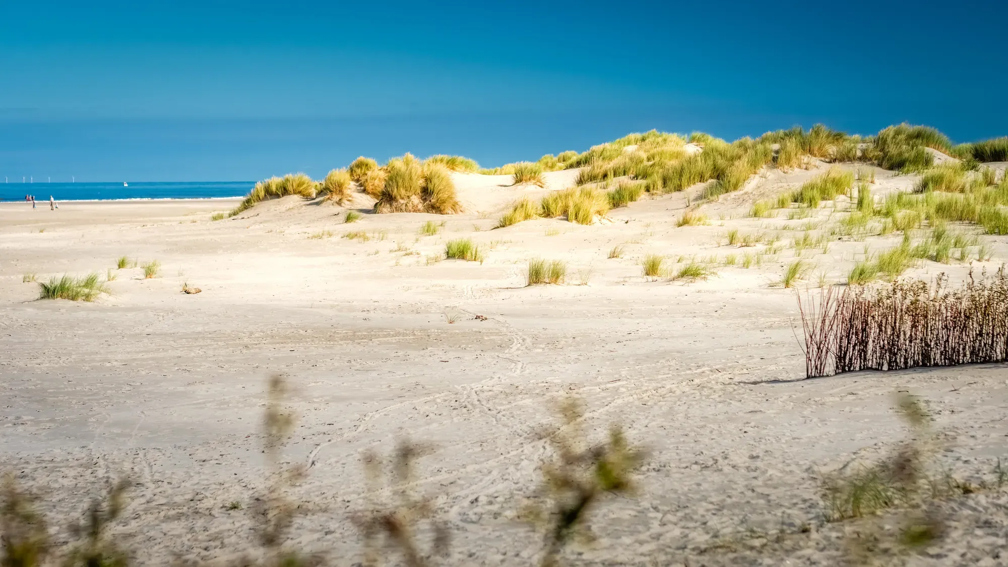 Insel Schiermonnikoog unter strahlendem Sonnenschein, mit weitläufigen Stränden und grünen Dünen.