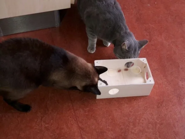 Intelligenzspielzeug klein auch für mehrere Katzen geeignet