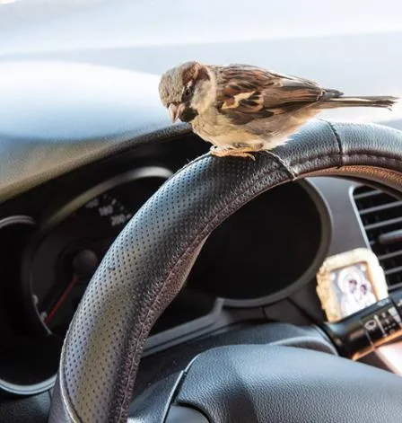 Jacky, der Spatz, sitzt auf dem Arm eines Familienmitglieds und schaut aufmerksam in die Ferne.