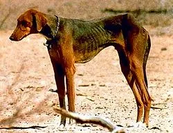 Jagdhund bei der Arbeit, Symbol für die ursprüngliche Bedeutung von 'Hound'