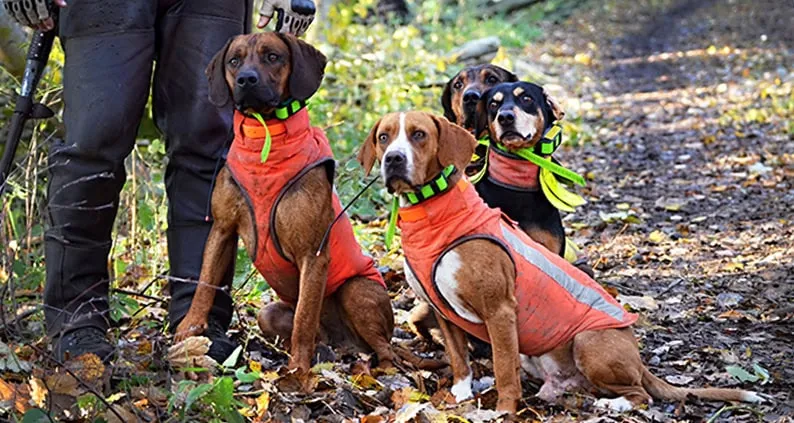 Jagdhunde mit Elektrohalsband