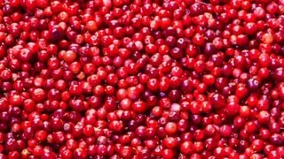 Jede Menge frische Cranberries liegen auf einer Fläche.
