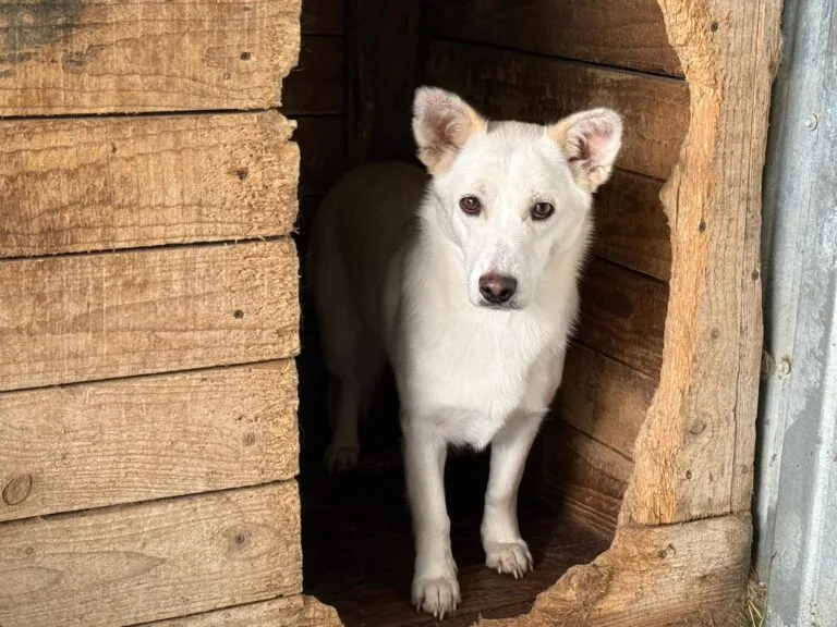 Junge Hündin Jana sucht ein Zuhause