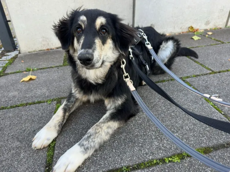 Junge Hütehund-Mischlingshündin Tosha auf einer Pflegestelle in Dresden