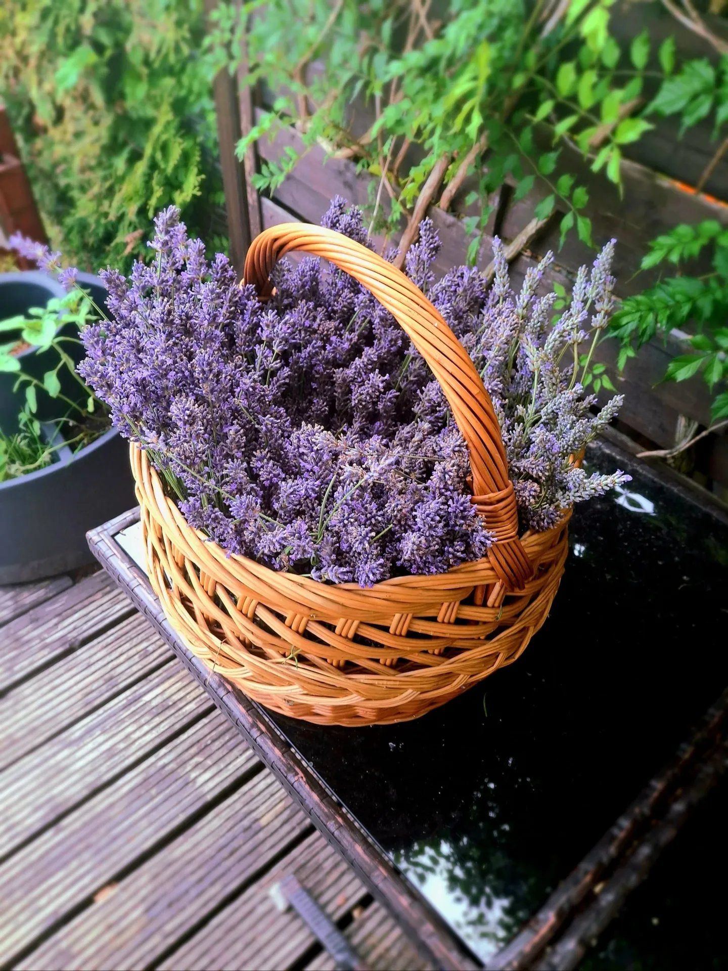 Junge Menschen engagieren sich im Freiwilligendienst in Deutschland