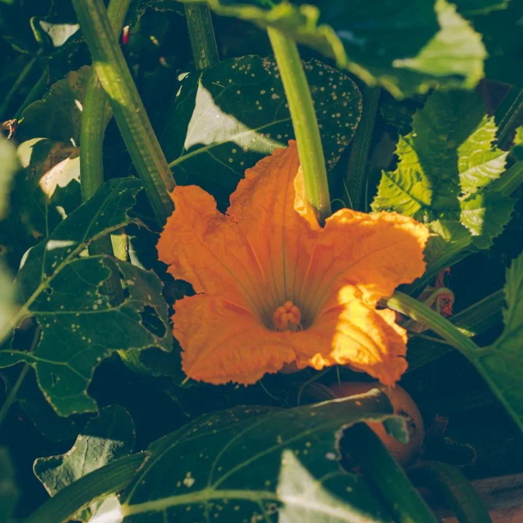 Junge Zucchini-Frucht wächst an der Pflanze im sonnigen Garten
