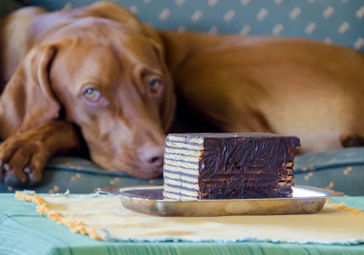 Kalter Hund mit Hund