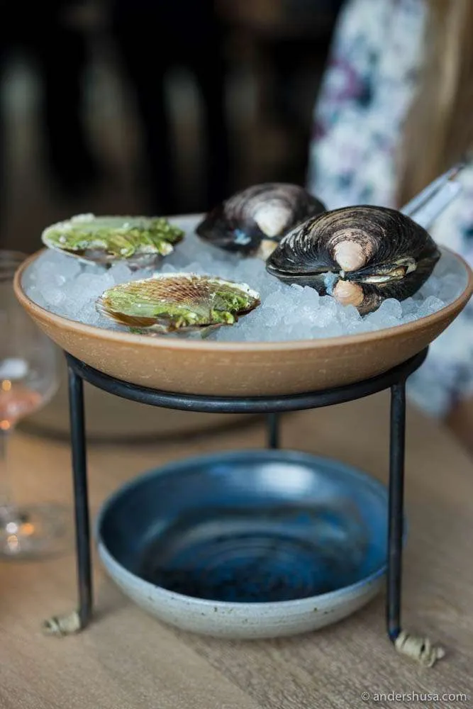 Kammmuscheln und Mahagonimuscheln