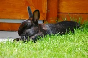 Kaninchen genießt die Sonne