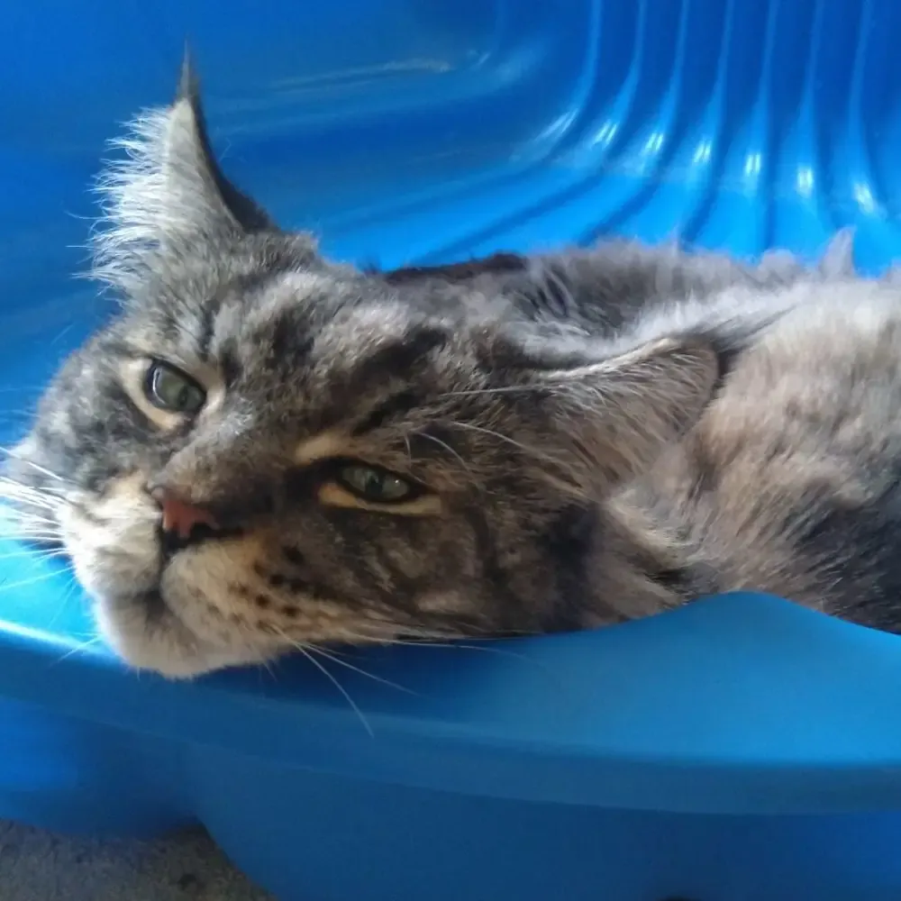 Kater Spirit genießt sichtlich die Abkühlung in einem stabilen Katzenpool aus Hartplastik.