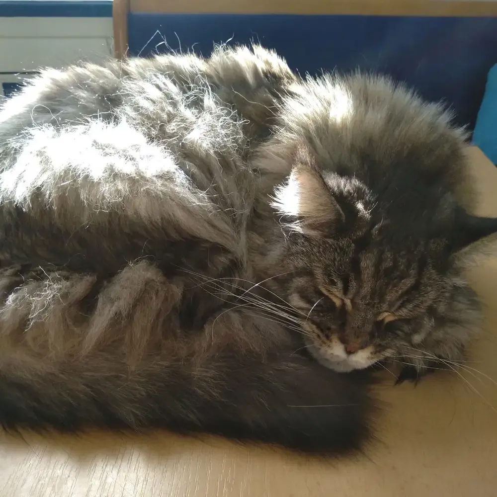Kater Spirit ruht erschöpft auf einem Tisch, Abkühlung nach Hitze gesucht.