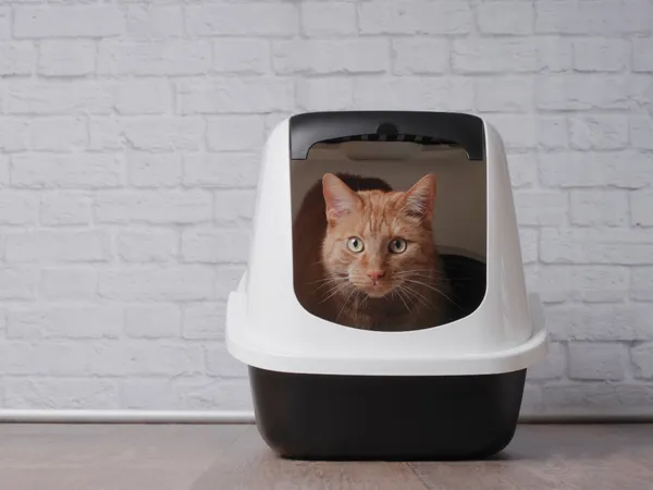 Katze auf sauberer Katzentoilette