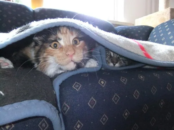 Katze entspannt auf einem Kissen, möglicherweise eine Maine Coon