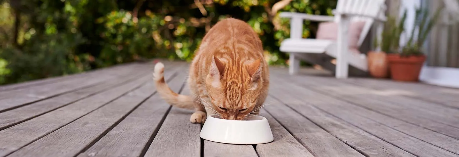 Katze frisst aus Napf