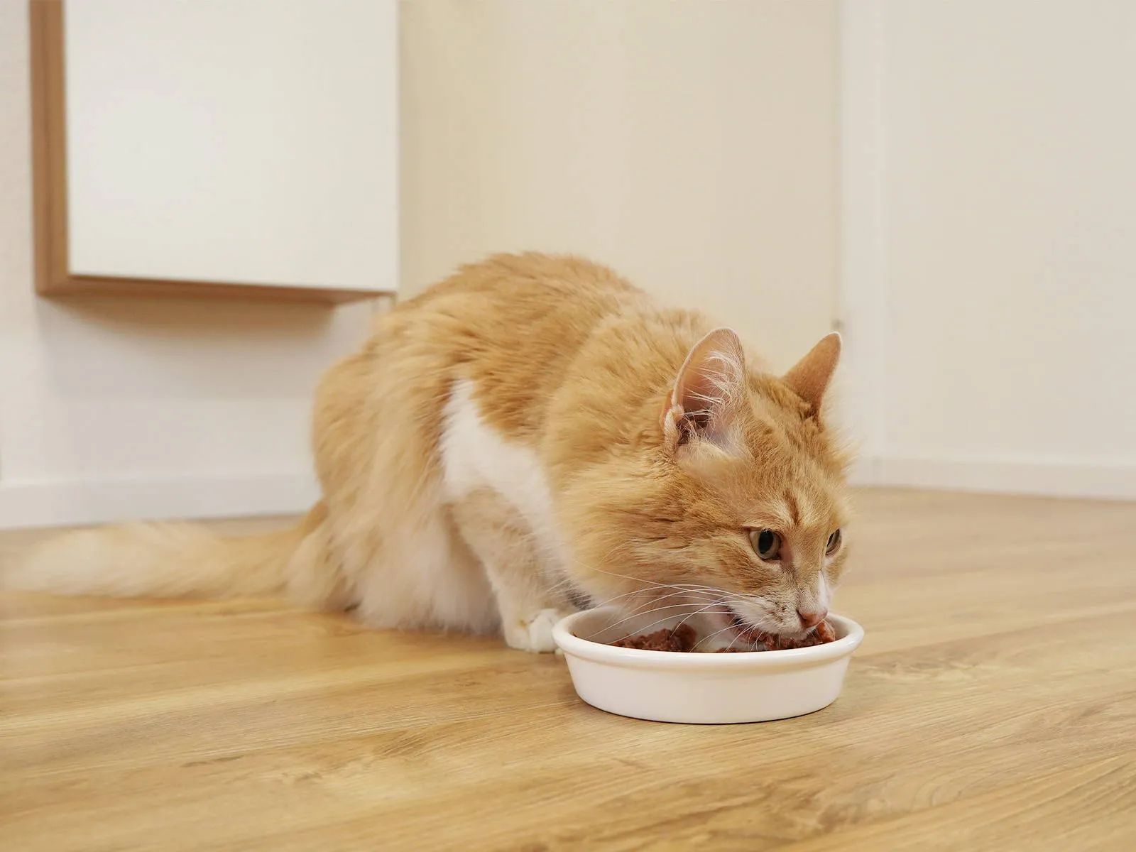 Katze frisst Nassfutter