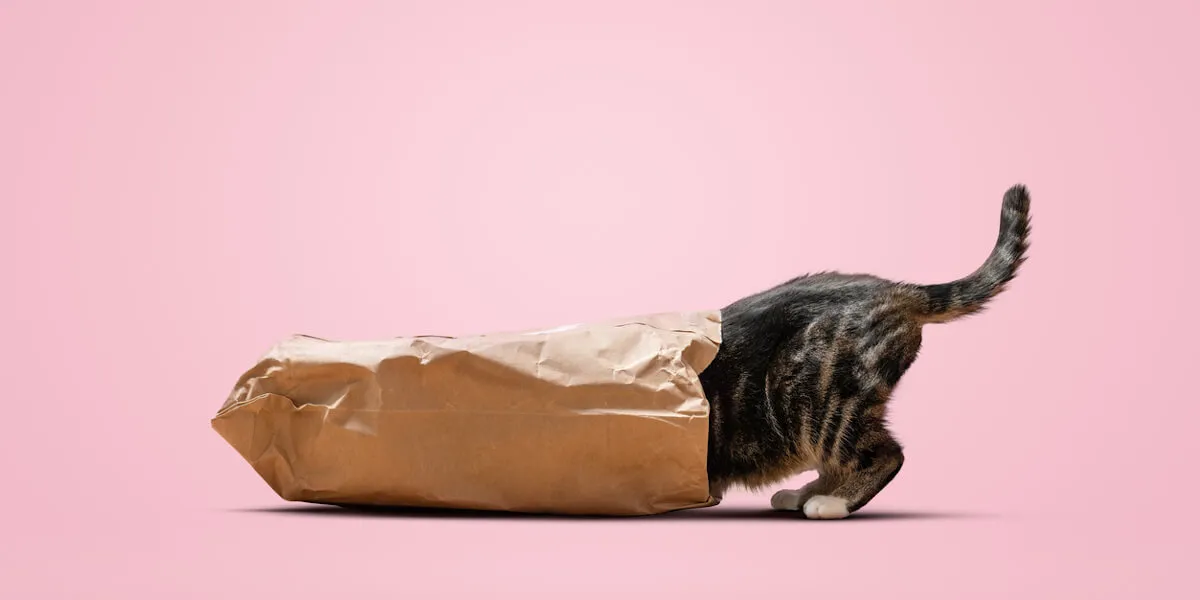 Katze im Papiersack, symbolisiert die Suche nach der richtigen sinnvolle Weiterbildung