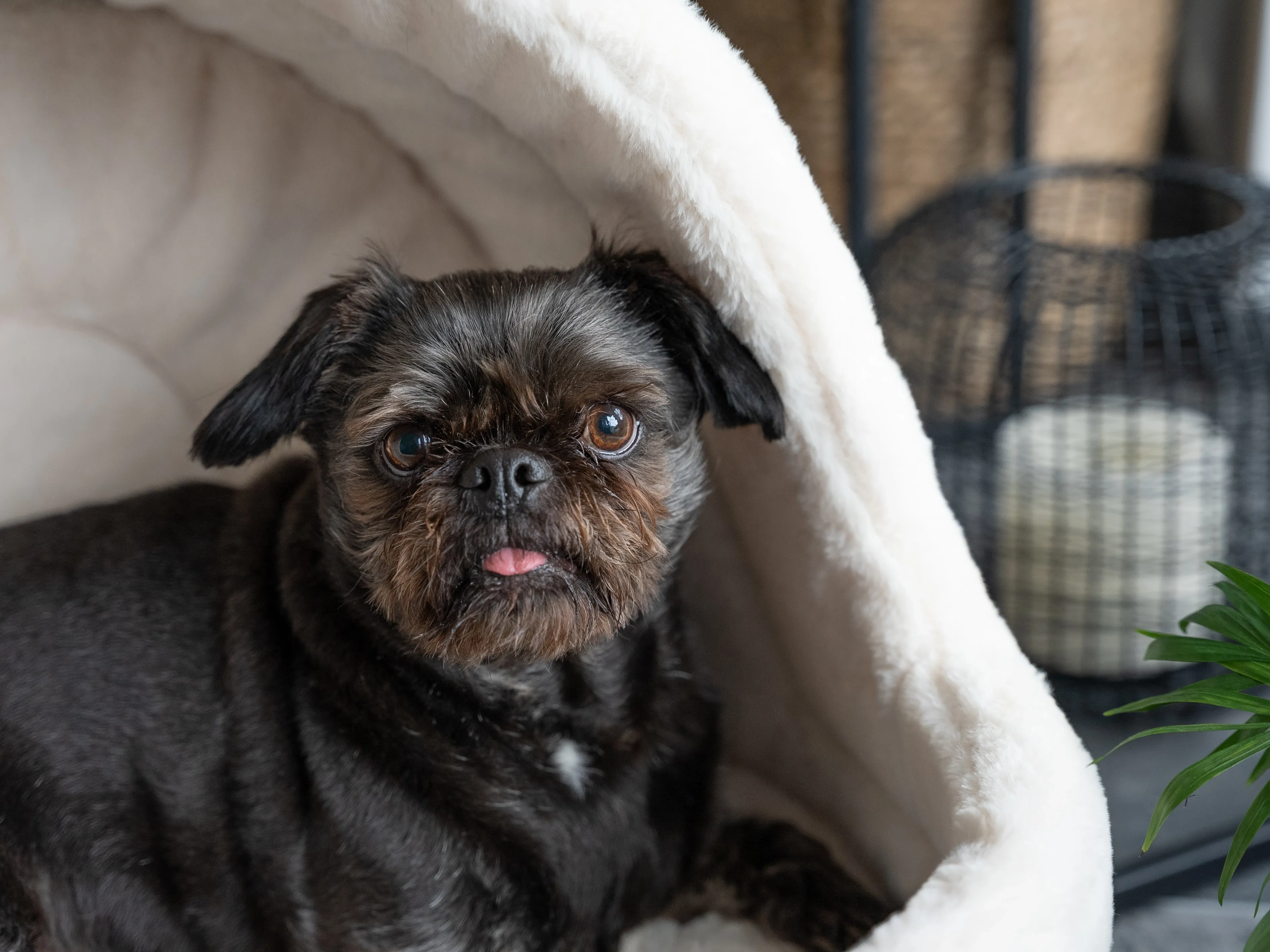 Katze kuschelt sich gemütlich in die LunaHome Katzenhöhle