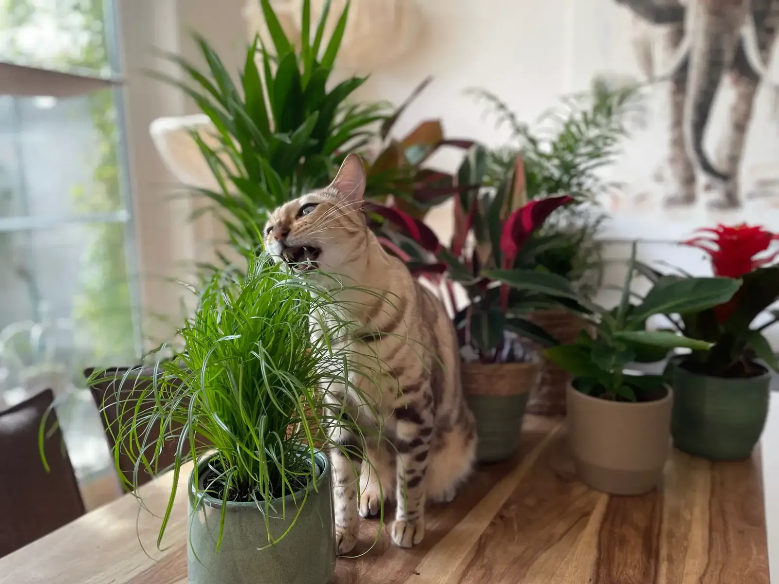 Katze leckt vorsichtig an den grünen Blättern einer ungiftigen Zimmerpflanze