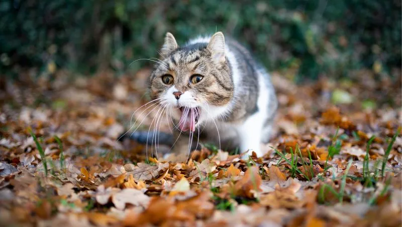 Katze liegt auf Holzboden und sieht müde aus, möglicherweise nach dem Erbrechen