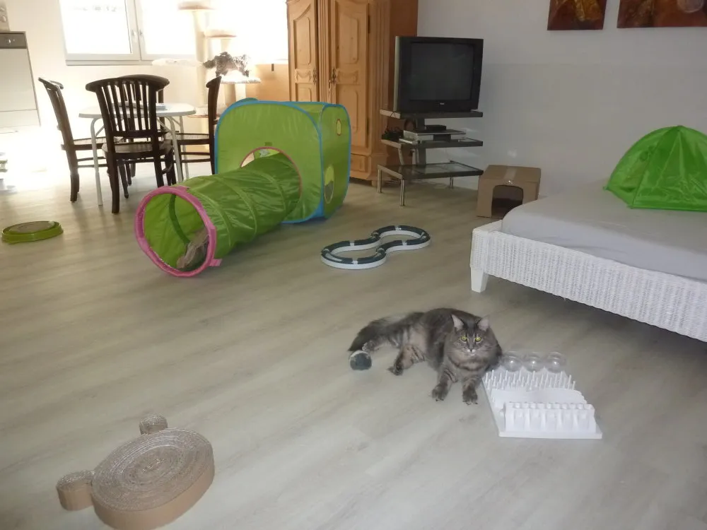 Katze liegt entspannt auf einem Sofa