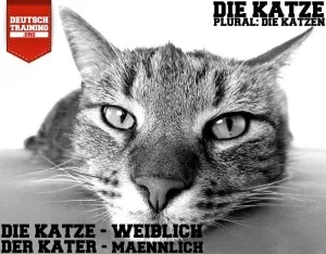 Katze mit aufmerksamem Blick, sitzt auf einem Teppich