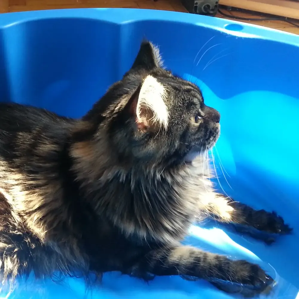 Katze Mystery entspannt im gefüllten Hartplastik-Katzenpool, eine ideale Sommer-Abkühlung.