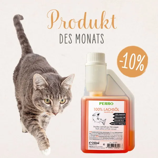 Katze schaut neugierig aus einer Geschenkbox