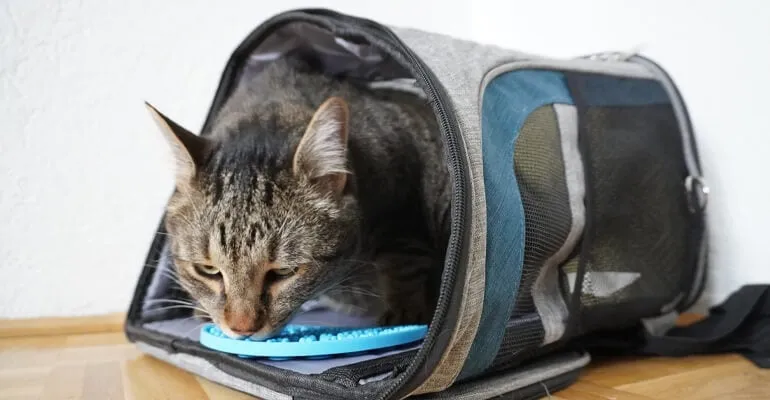 Katze schleckt genüsslich von einer Schleckmatte