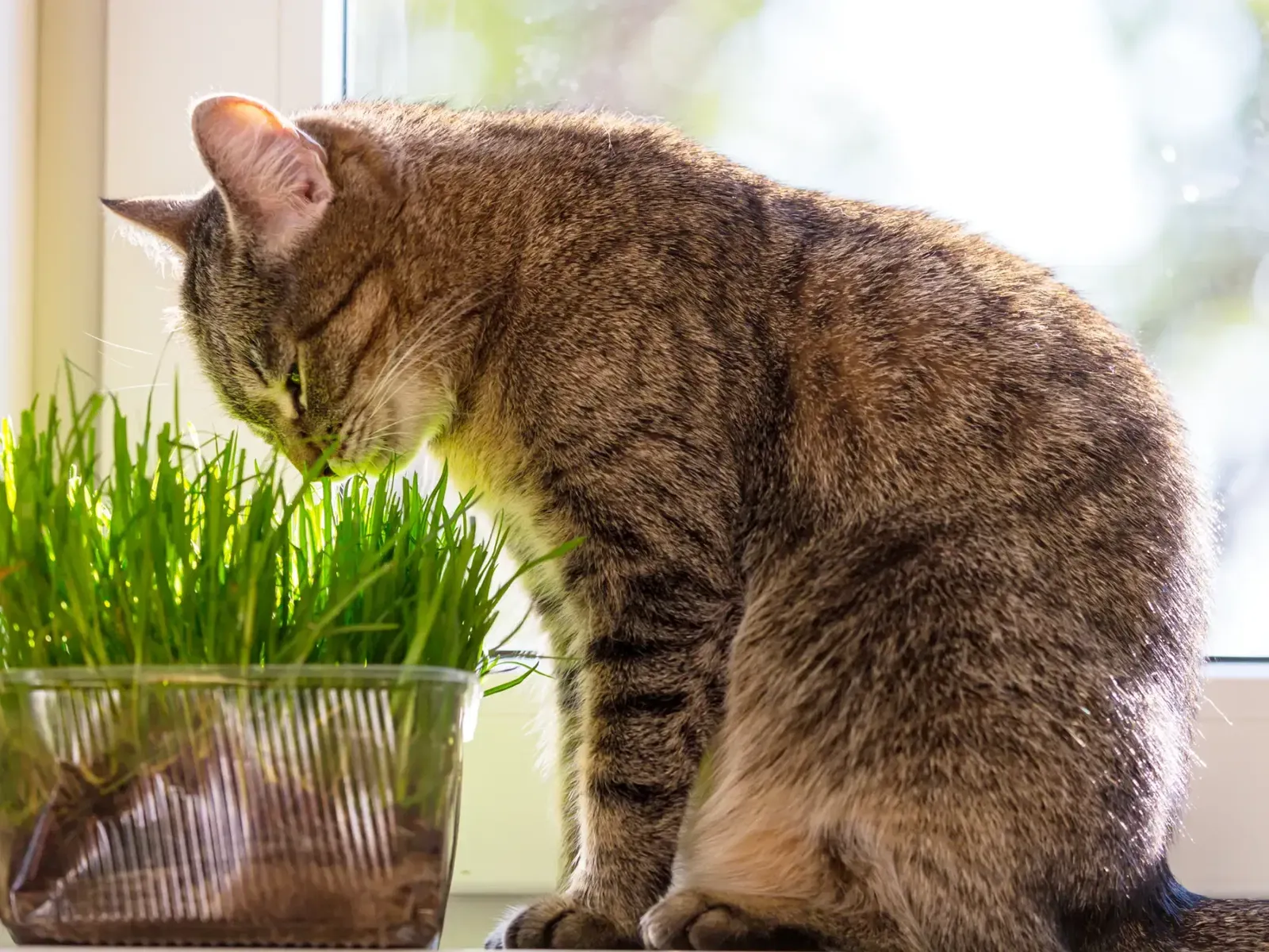 Katze schnuppert an Katzengras