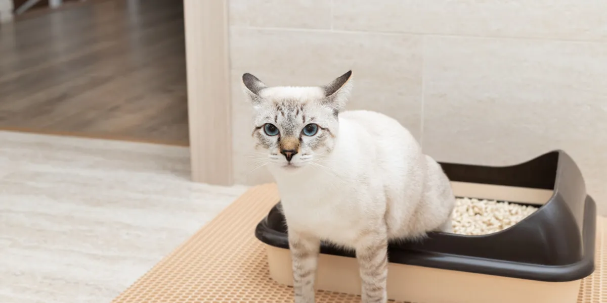 Katze sitzt halb im Katzenklo