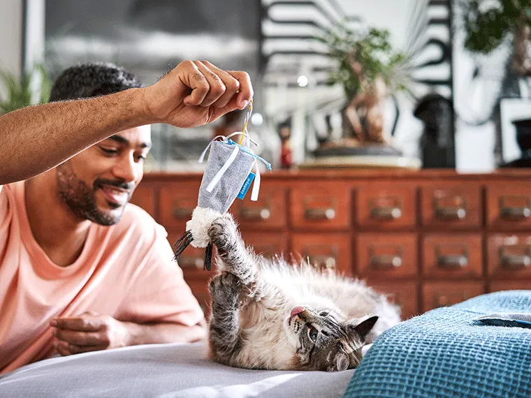 Katze spielt mit Spielzeug Maus – Überblick über Katzenkosten