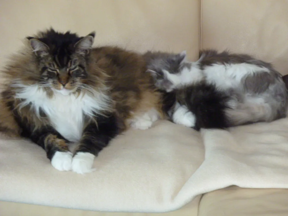 Katze spielt mit Spielzeug