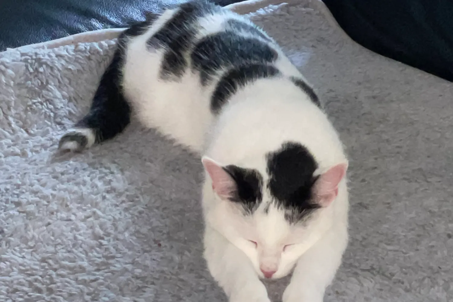 Katze Sunny, eine Europäisch Kurzhaar, vermisst in Kaarst seit 24.10.2025