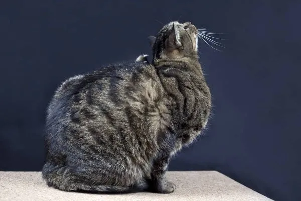 Katze wird gebürstelt, Fellpflege als Vorbeugung gegen Ohrmilben