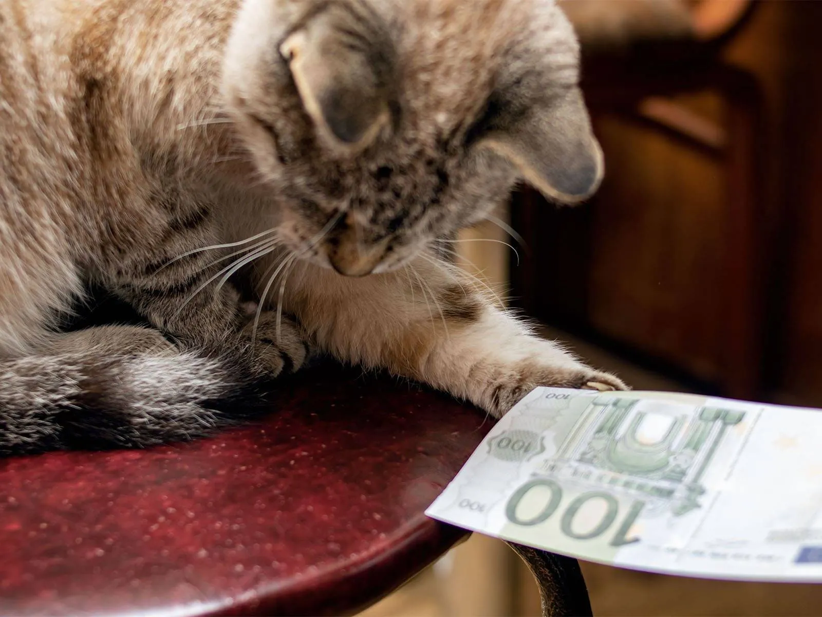 Katze wird vom Tierarzt untersucht