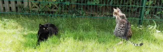 Katzen Nepomuk und Simba spielen an einem stabilen Rufi Kratzbaum mit dicken Säulen