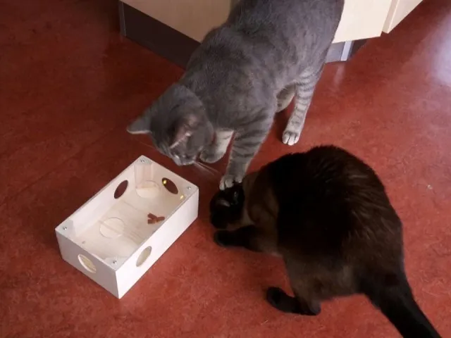 Katzen spielen gern, dabei noch Nahrung durch Intelligenz aufzunehmen ist die perfekte Beschäftigungsmöglichkeit