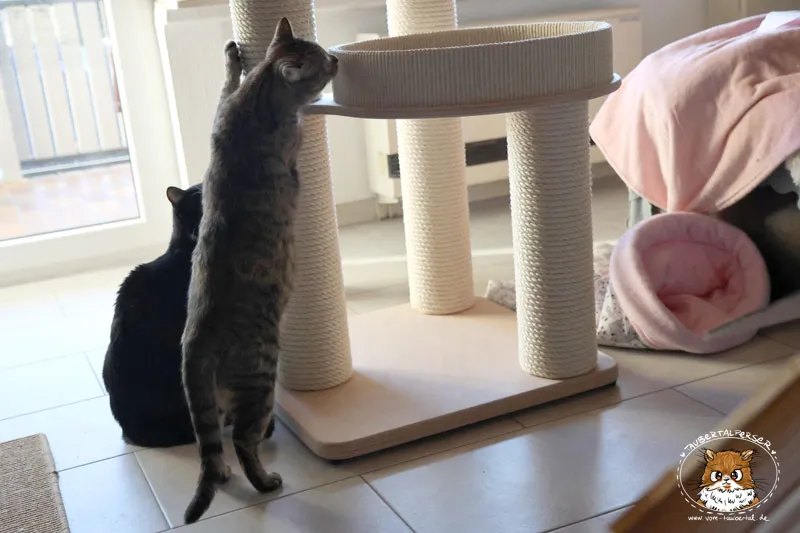 Katzen überwachen den Aufbau des neuen Kirstins Kratzbaums