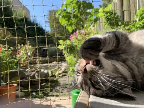 Katzennetz an einem Balkon mit Blick auf ein Wohngebiet