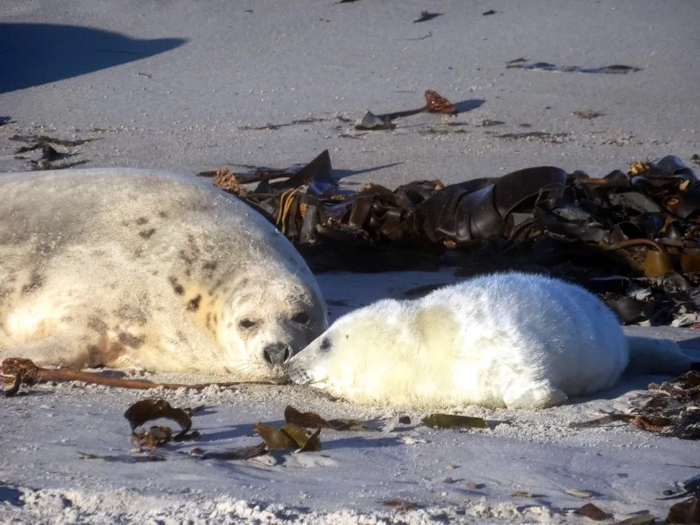 Kegelrobben auf Helgoland sind ein besonderes Naturschauspiel