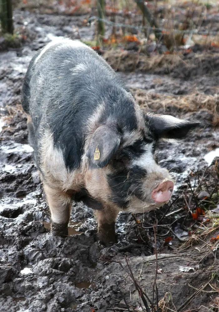 Kinder füttern Tiere auf einem Hof