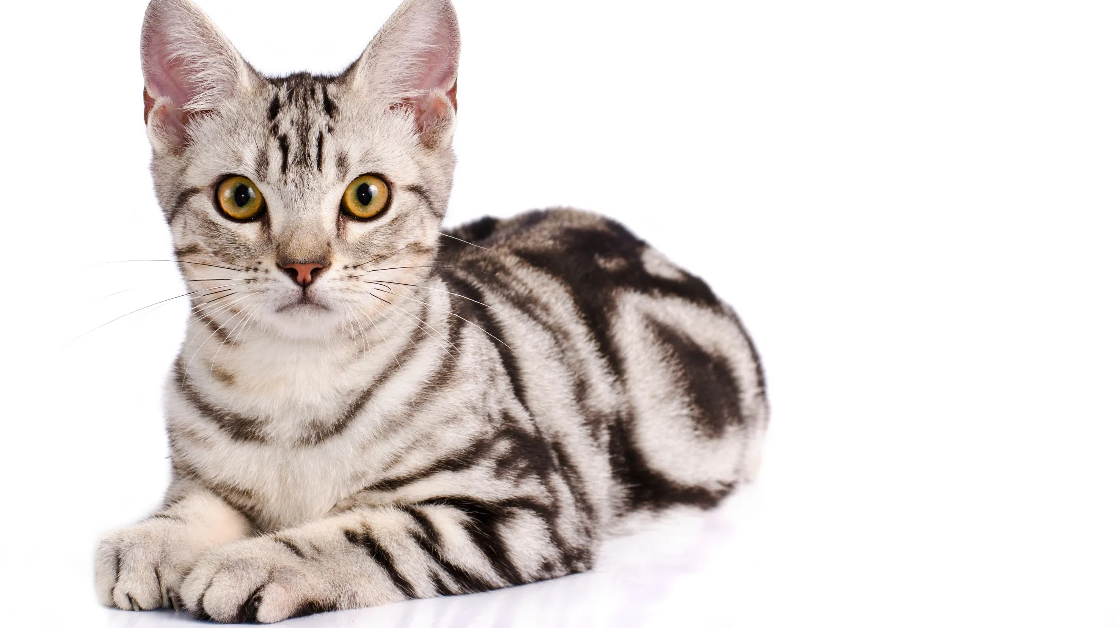 Klassischer Tabby Katze