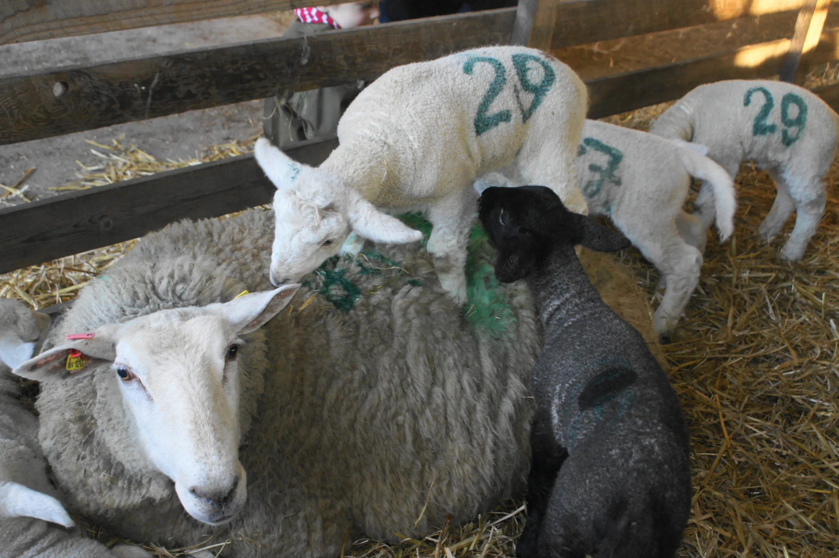 Kleine Lämmer erobern die Herzen im Sturm.