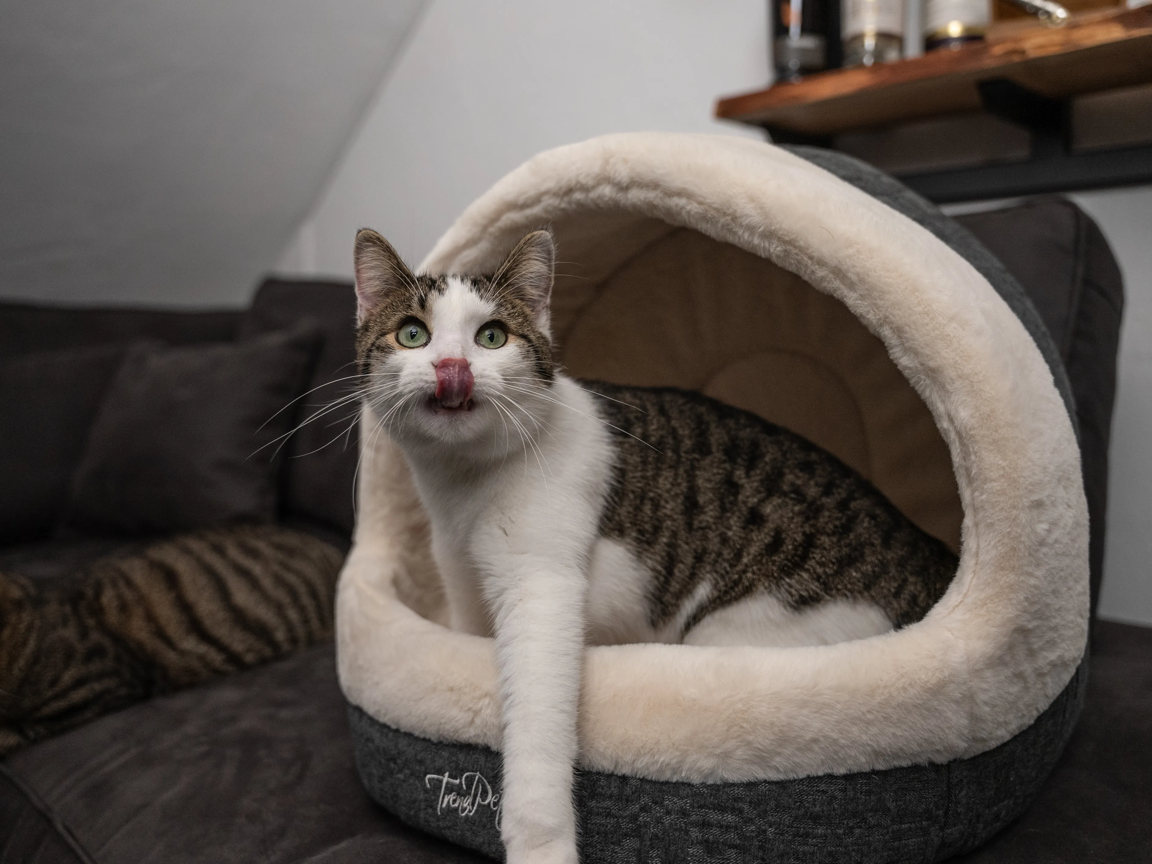 Kleiner Hund liegt entspannt am Eingang der LunaHome Hundehöhle