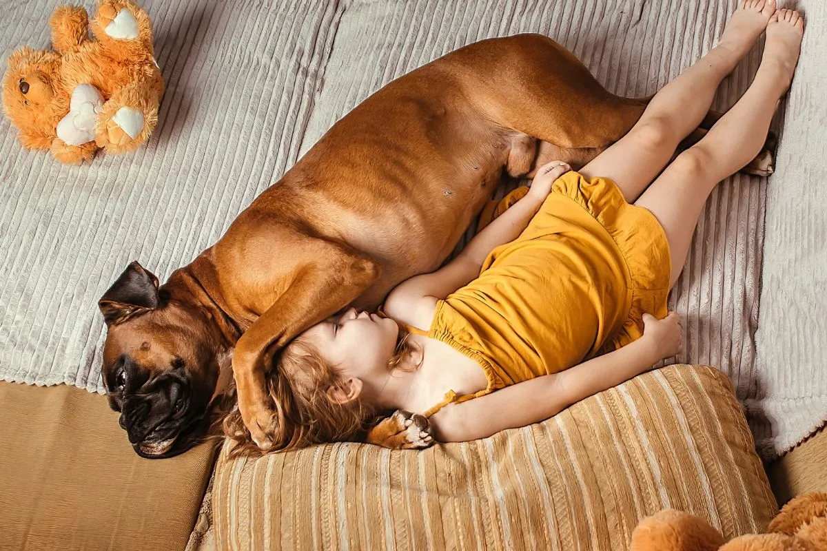 Kleines Mädchen schläft auf Sofa neben Deutschem Boxer