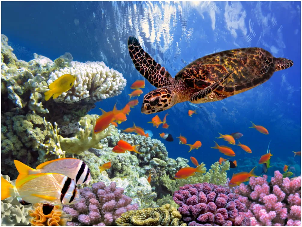 Korallenriff in Marsa Alam