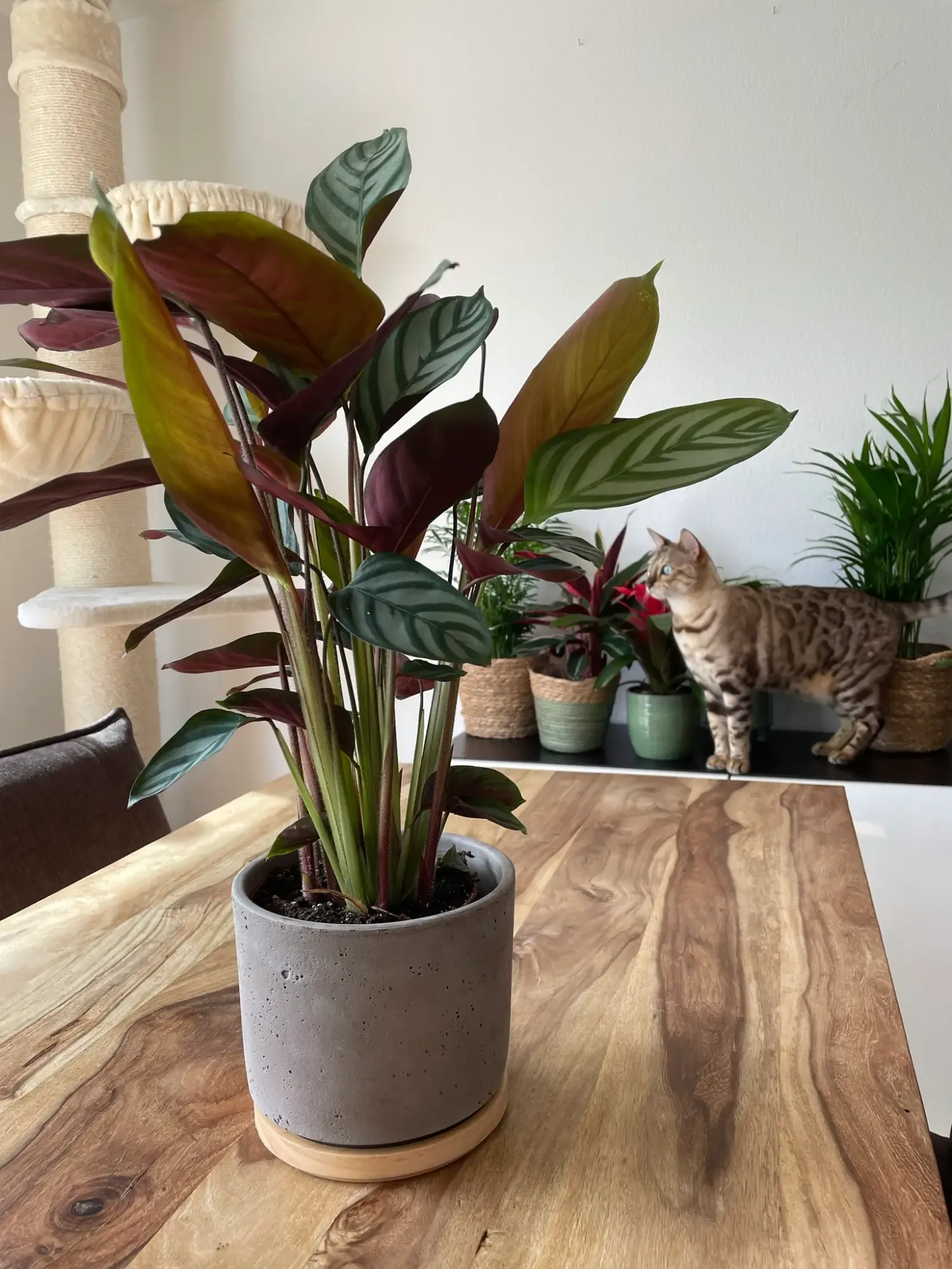 Korbmaranthe als ungiftige Zimmerpflanze für Katzen