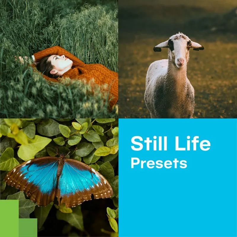 Kostenlose Stillleben-Presets von Zoner Photo Studio für künstlerische Arrangements