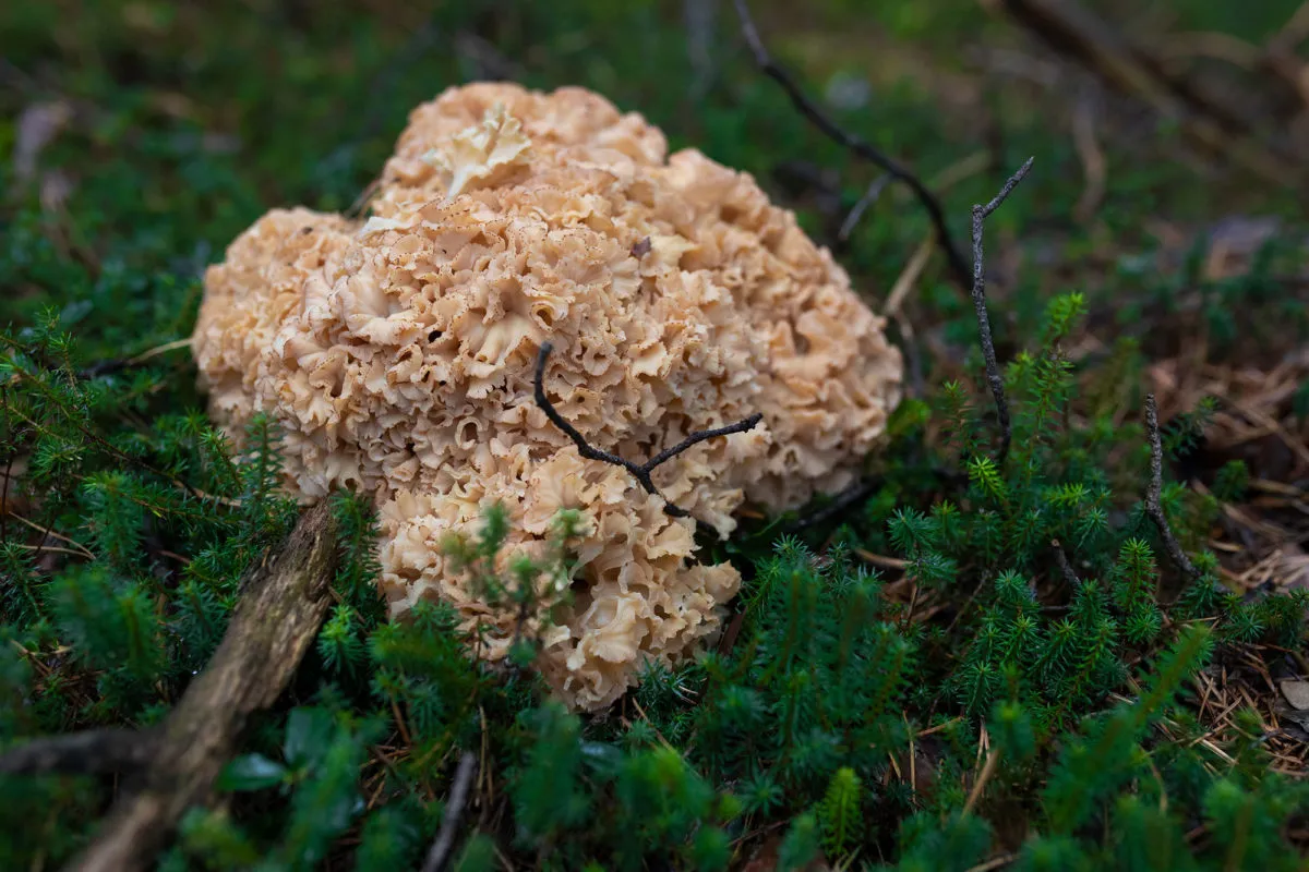 Krause Glucke (Sparassis crispa): Ein weiterer seltener und köstlicher Speisepilz aus deutschen Wäldern